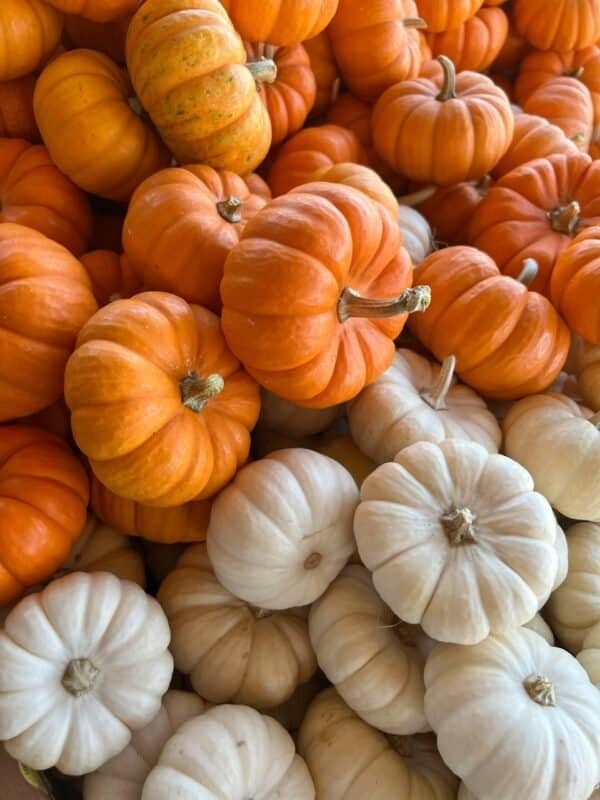 30-count mini pumpkin sack in orange or white, ideal for layering in fall porch décor.