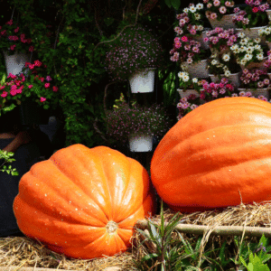 vibrant orange Big Max pumpkin resting on a rustic hay bale, with soft, colorful autumn flowers subtly blurred in the background, creating a warm fall display.